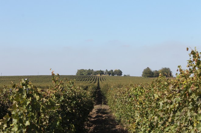 crama_atelier_m1_partener_tudor_tennis_trophy_TTT17